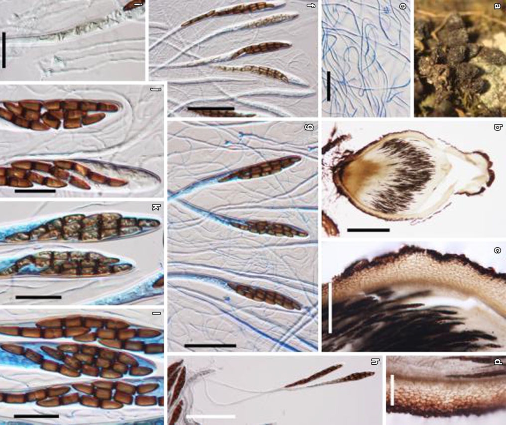 Представитель Семейства Hypsostromataceae